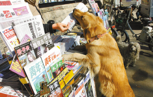 金毛买报纸