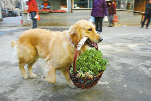 金毛买菜