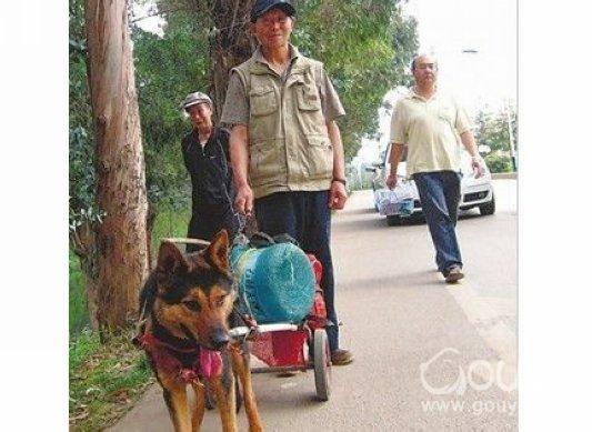 狗狗拉水