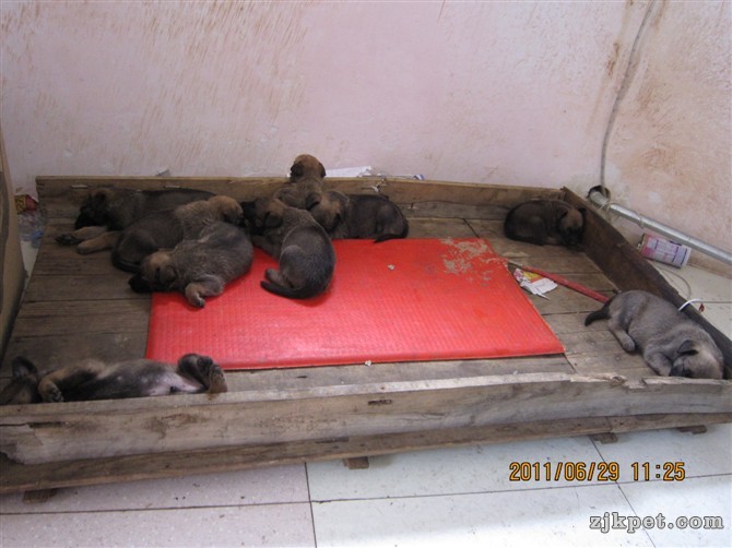 刚出窝的狗狗