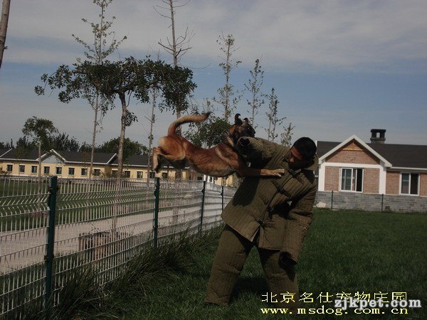 http_imgloadCADIW8B5警犬基地.jpg