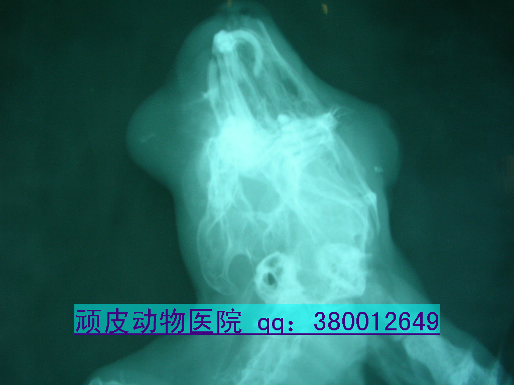 兔巴氏杆菌感染引起面部脓肿1.jpg