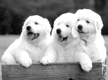 45040_201201051145101xlGl.jpg