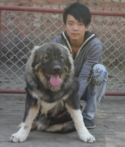 东赫犬业给罗伊后代5.jpg