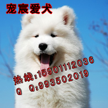 蓝萨摩-(6).jpg