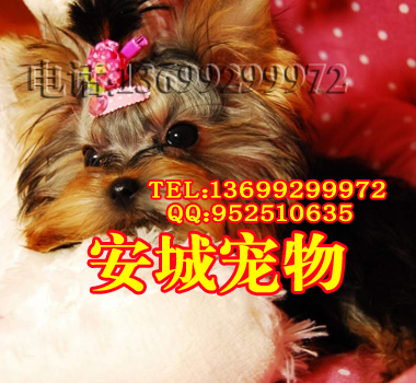 约克夏4.jpg