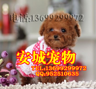 泰迪3.jpg
