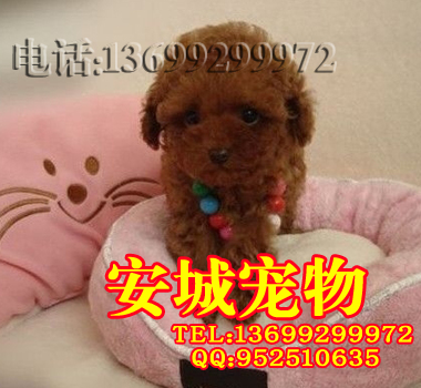 泰迪5.jpg