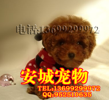 泰迪8.jpg