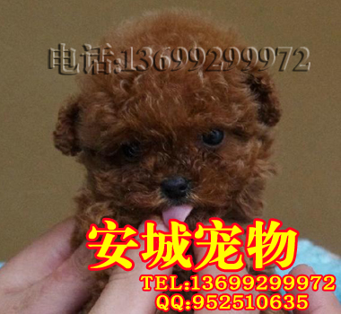 泰迪9.jpg