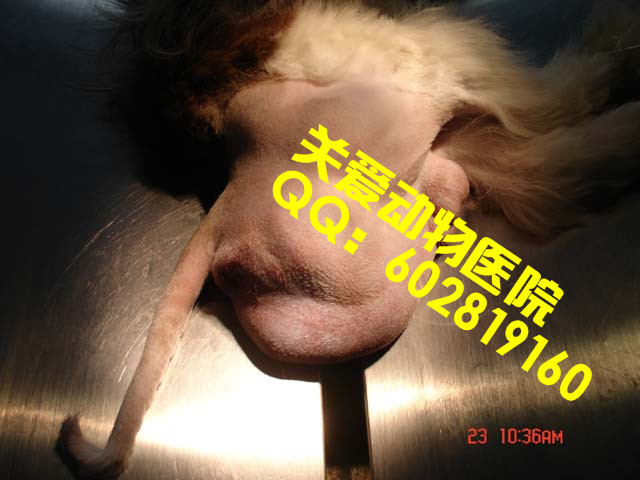 会阴疝1