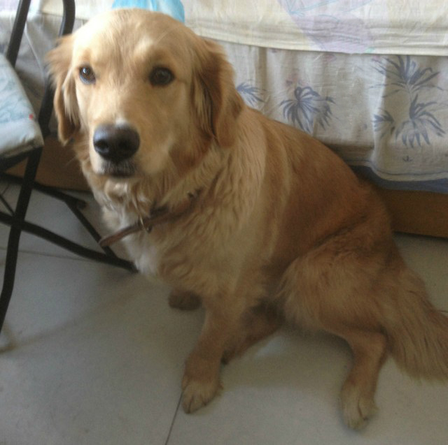出售金毛爱犬