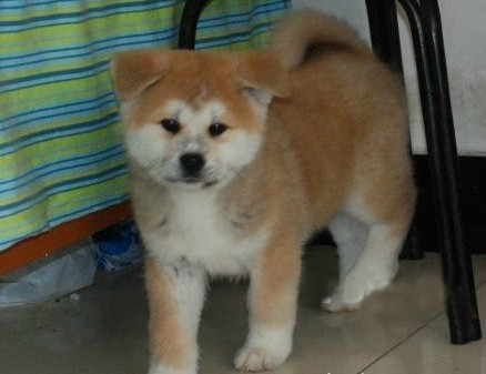 出售秋田犬幼犬