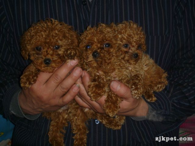 出售泰迪幼犬