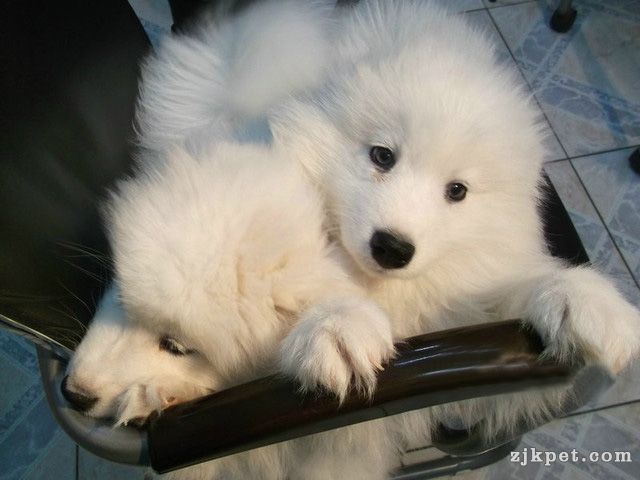 出售萨摩幼犬
