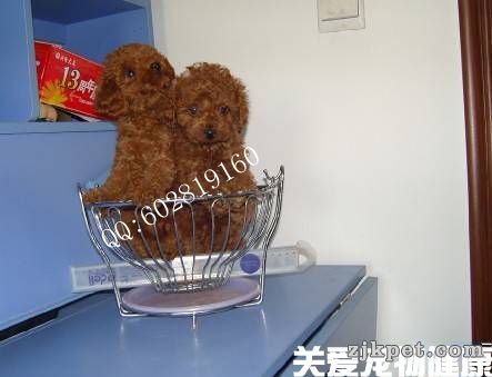 2315502_b_副本.jpg