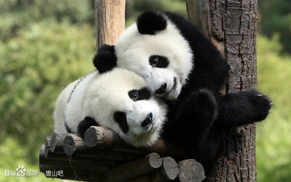 熊猫的爱情