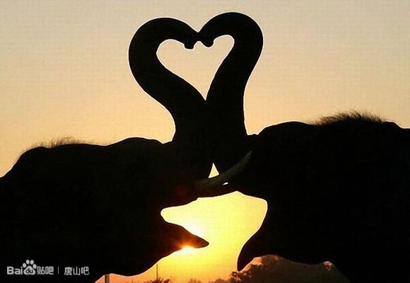 大象的爱情