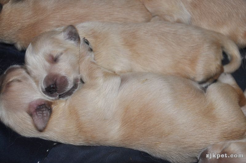 【金胜缘犬舍】™胜系金毛！金胜缘缔造！ 塞级血统！好狗不便宜！切记！-欢迎喜爱金毛.jpg
