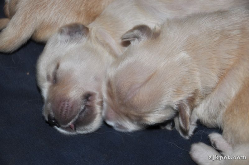 【金胜缘犬舍】™胜系金毛！金胜缘缔造！ 塞级血统！好狗不便宜！切记！-欢迎喜爱金毛.jpg