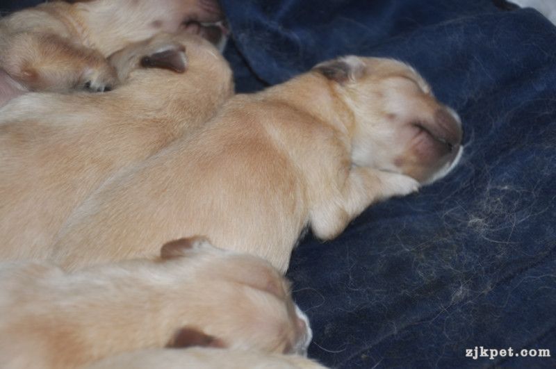 【金胜缘犬舍】™胜系金毛！金胜缘缔造！ 塞级血统！好狗不便宜！切记！-欢迎喜爱金毛.jpg