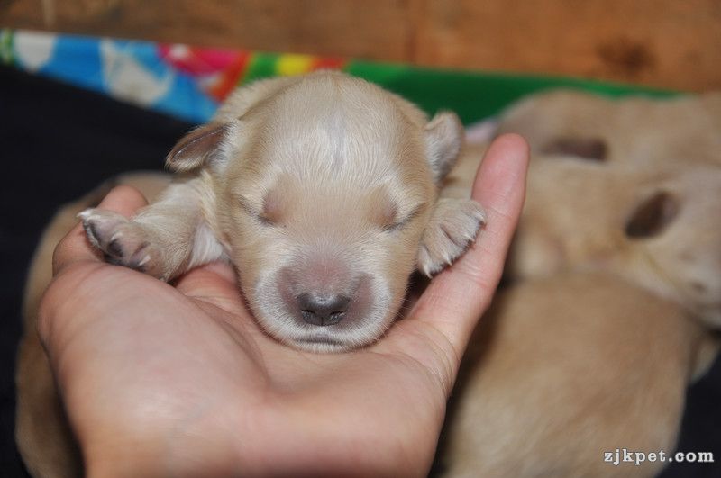 【金胜缘犬舍】™胜系金毛！金胜缘缔造！ 塞级血统！好狗不便宜！切记！-欢迎喜爱金毛.jpg