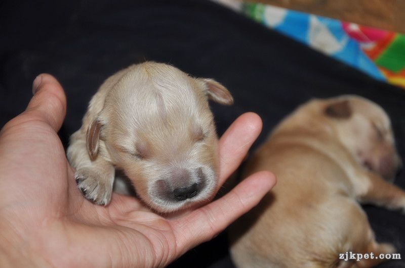 【金胜缘犬舍】™胜系金毛！金胜缘缔造！ 塞级血统！好狗不便宜！切记！-欢迎喜爱金毛.jpg