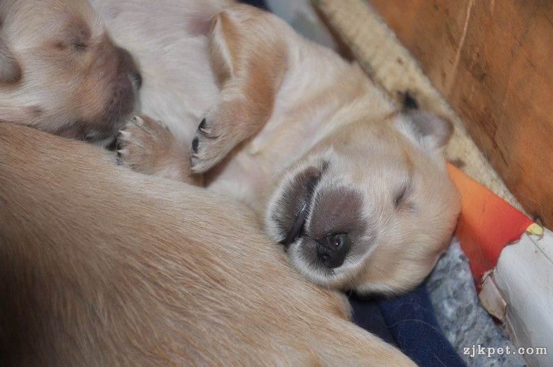 【金胜缘犬舍】™胜系金毛！金胜缘缔造！ 塞级血统！好狗不便宜！切记！-欢迎喜爱金毛.jpg