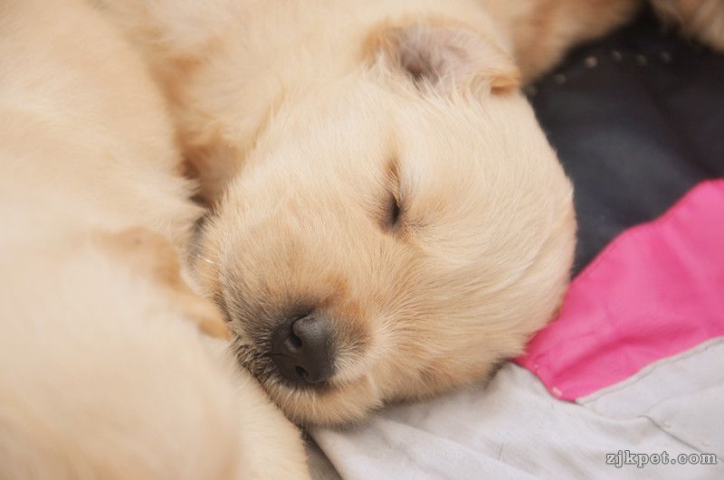 【金胜缘犬舍】胜系金毛！金胜缘缔造！ 塞级血统！好狗不便宜！切记！-欢迎喜爱金毛人.jpg