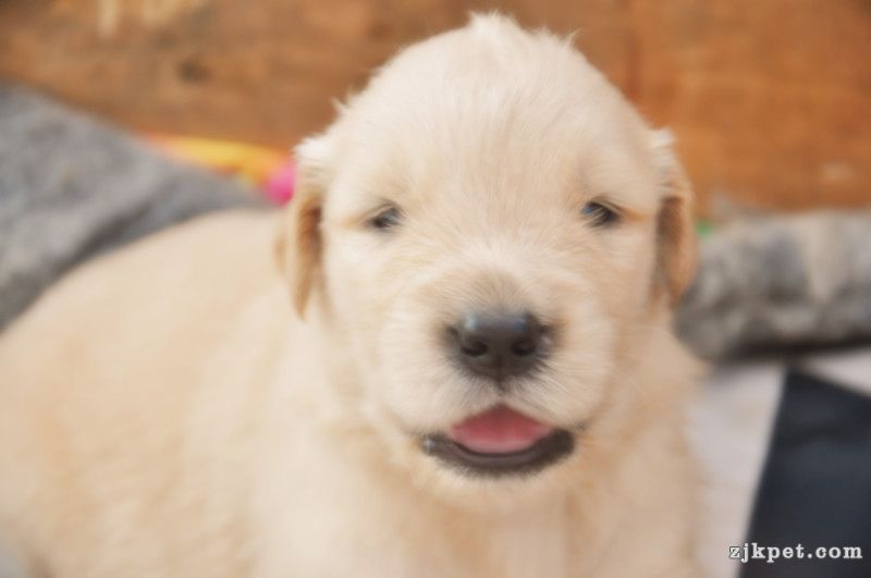【金胜缘犬舍】胜系金毛！金胜缘缔造！ 塞级血统！好狗不便宜！切记！-欢迎喜爱金毛人.jpg