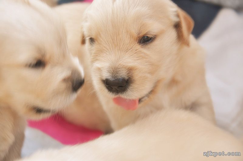 【金胜缘犬舍】胜系金毛！金胜缘缔造！ 塞级血统！好狗不便宜！切记！-欢迎喜爱金毛人.jpg