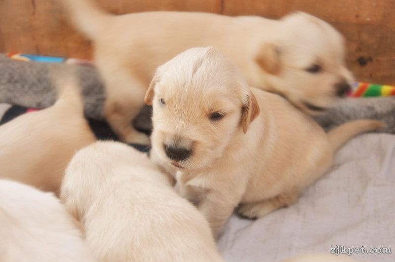 【金胜缘犬舍】胜系金毛！金胜缘缔造！ 塞级血统！好狗不便宜！切记！-欢迎喜爱金毛人.jpg