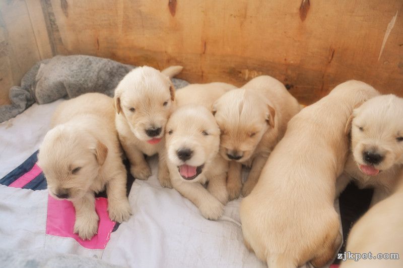【金胜缘犬舍】胜系金毛！金胜缘缔造！ 塞级血统！好狗不便宜！切记！-欢迎喜爱金毛人.jpg