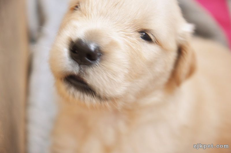 【金胜缘犬舍】胜系金毛！金胜缘缔造！ 塞级血统！好狗不便宜！切记！-欢迎喜爱金毛人.jpg
