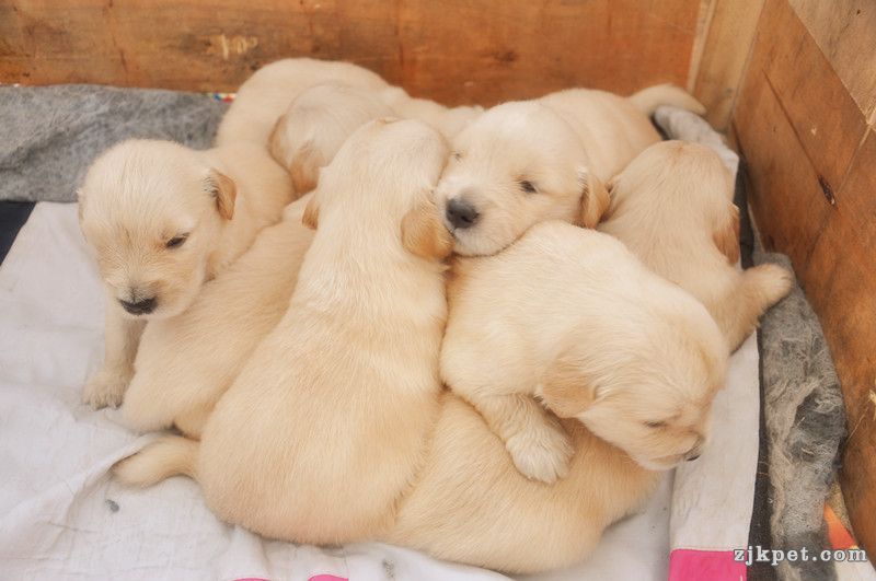【金胜缘犬舍】胜系金毛！金胜缘缔造！ 塞级血统！好狗不便宜！切记！-欢迎喜爱金毛人.jpg