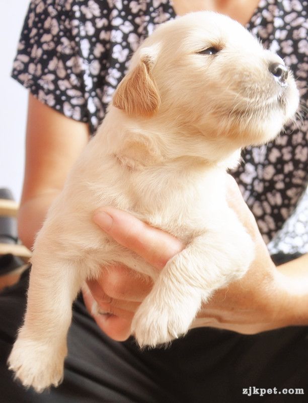 【金胜缘犬舍】胜系金毛！金胜缘缔造！ 塞级血统！好狗不便宜！切记！-欢迎喜爱金毛人.jpg