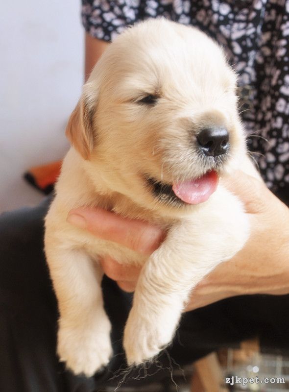 【金胜缘犬舍】胜系金毛！金胜缘缔造！ 塞级血统！好狗不便宜！切记！-欢迎喜爱金毛人.jpg