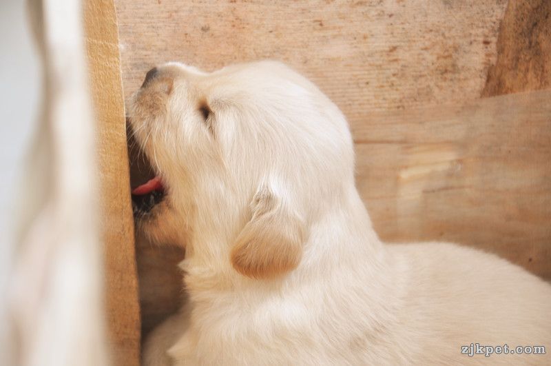 【金胜缘犬舍】胜系金毛！金胜缘缔造！ 塞级血统！好狗不便宜！切记！-欢迎喜爱金毛人.jpg