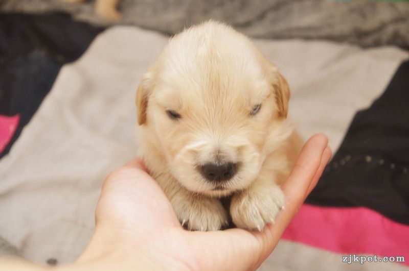 【金胜缘犬舍】胜系金毛！金胜缘缔造！ 塞级血统！好狗不便宜！切记！-欢迎喜爱金毛人.jpg