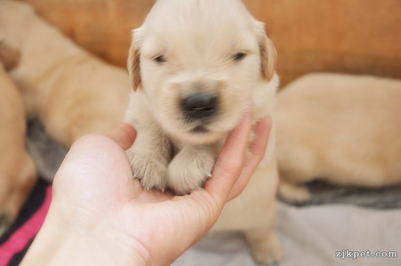 【金胜缘犬舍】胜系金毛！金胜缘缔造！ 塞级血统！好狗不便宜！切记！-欢迎喜爱金毛人.jpg