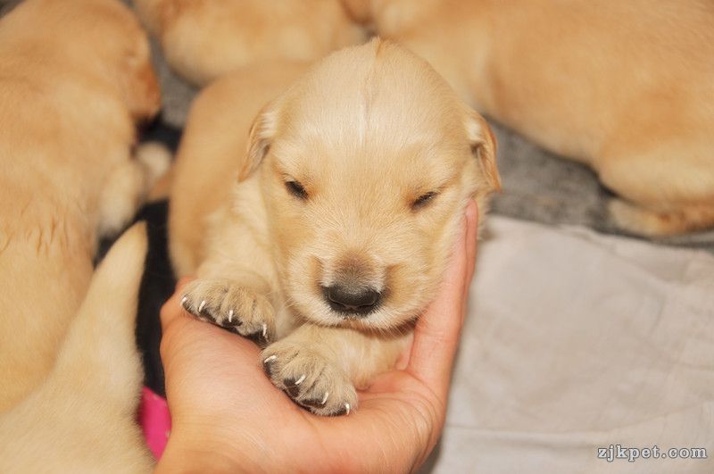 【金胜缘犬舍】胜系金毛！金胜缘缔造！ 塞级血统！好狗不便宜！切记！-欢迎喜爱金毛人.jpg