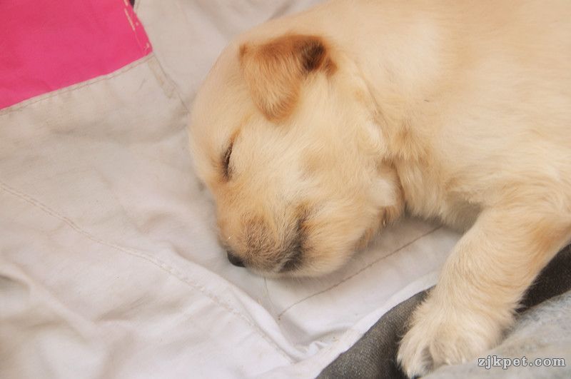【金胜缘犬舍】胜系金毛！金胜缘缔造！ 塞级血统！好狗不便宜！切记！-欢迎喜爱金毛人.jpg