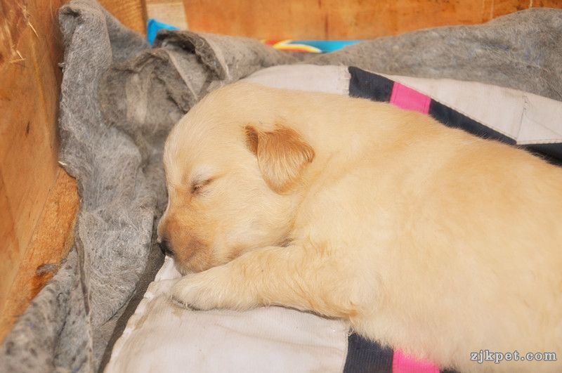 【金胜缘犬舍】胜系金毛！金胜缘缔造！ 塞级血统！好狗不便宜！切记！-欢迎喜爱金毛人.jpg