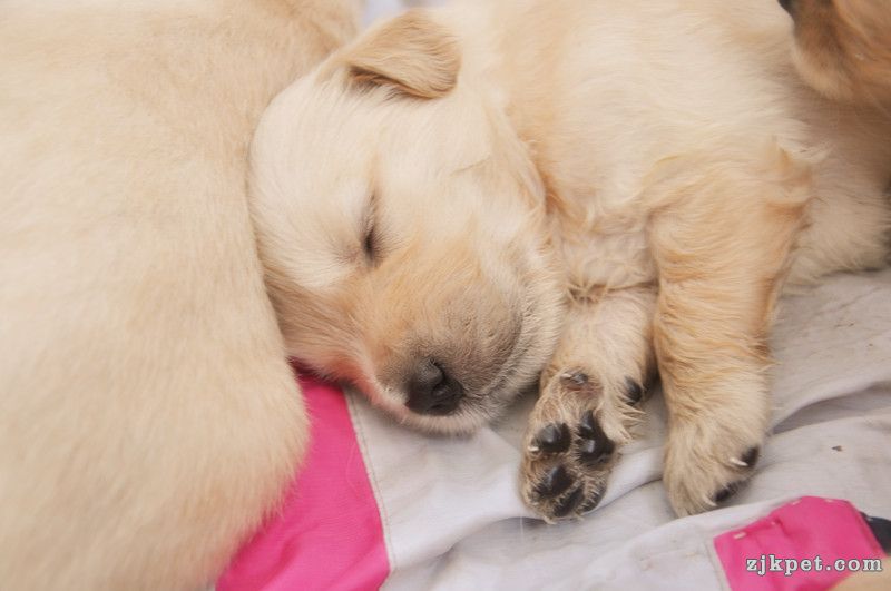 【金胜缘犬舍】胜系金毛！金胜缘缔造！ 塞级血统！好狗不便宜！切记！-欢迎喜爱金毛人.jpg