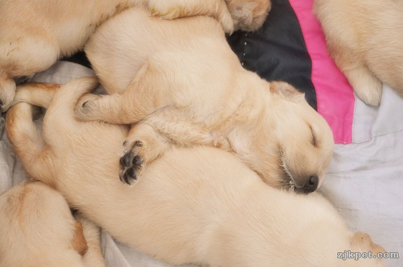 【金胜缘犬舍】胜系金毛！金胜缘缔造！ 塞级血统！好狗不便宜！切记！-欢迎喜爱金毛人.jpg