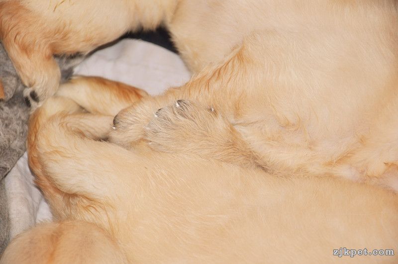 【金胜缘犬舍】胜系金毛！金胜缘缔造！ 塞级血统！好狗不便宜！切记！-欢迎喜爱金毛人.jpg