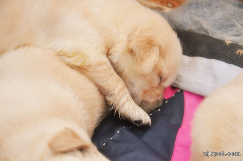 【金胜缘犬舍】胜系金毛！金胜缘缔造！ 塞级血统！好狗不便宜！切记！-欢迎喜爱金毛人.jpg
