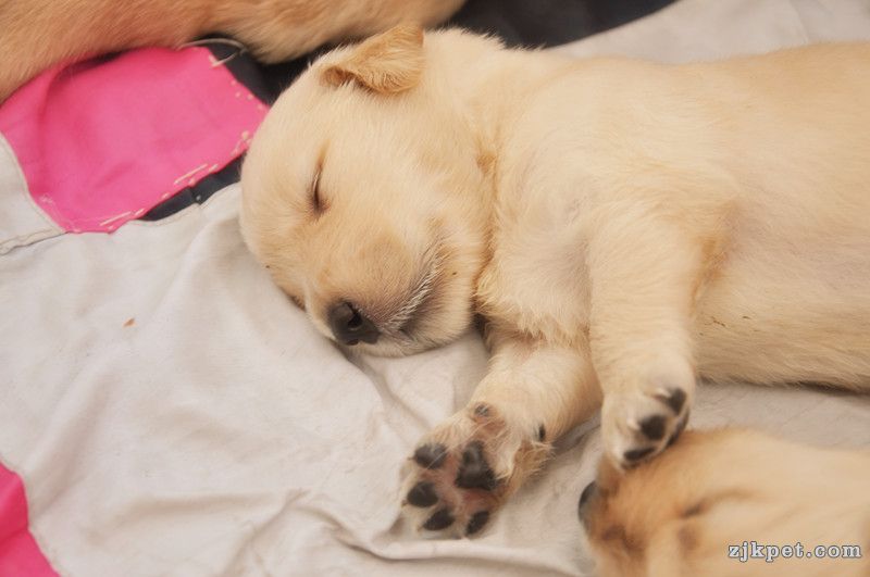 【金胜缘犬舍】胜系金毛！金胜缘缔造！ 塞级血统！好狗不便宜！切记！-欢迎喜爱金毛人.jpg