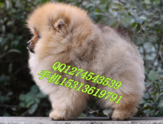 2_124213_bcf8c1d61445c6b_副本.jpg