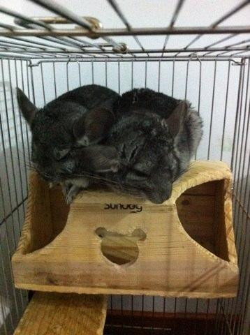 龙猫.jpg